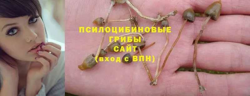 что такое наркотик  Бузулук  Псилоцибиновые грибы Psilocybine cubensis 